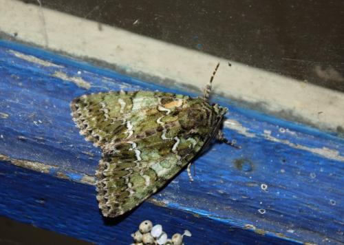 Réf. 209 319 : Polyphaenis sericata